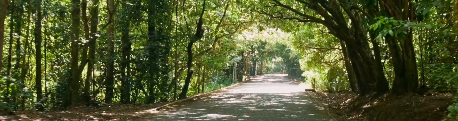 reserva de saltinho, uma das entradas para Tamandaré, a partir da PE 60